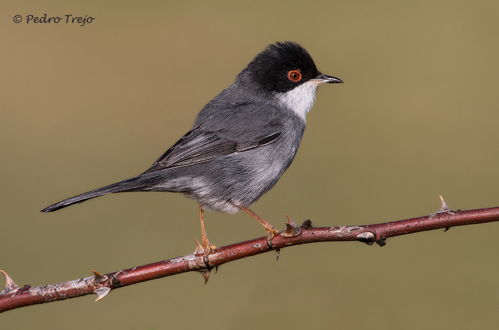 Curruca cabecinegra (Sylvia melanocephala)